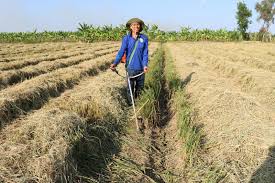 Huyện Gia Lộc thu hoạch được trên 1.000ha lúa vụ hè thu